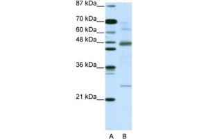 Western Blotting (WB) image for anti-NF-kappa-B inhibitor beta (NFKBIB) antibody (ABIN2460970) (NFKBIB anticorps)