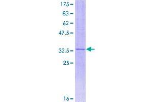 SDS-PAGE (SDS) image for Neuronatin (NNAT) (AA 1-81) protein (GST tag) (ABIN1312740)