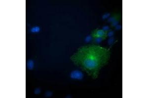 Anti-PRKAR1B mouse monoclonal antibody (ABIN2454494) immunofluorescent staining of COS7 cells transiently transfected by pCMV6-ENTRY PRKAR1B (RC207809). (PRKAR1B anticorps)