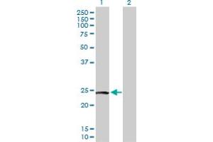 Western Blot analysis of PTTG2 expression in transfected 293T cell line by PTTG2 MaxPab polyclonal antibody. (PTTG2 anticorps  (AA 1-191))