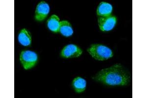IF analysis of FXR1 using anti-FXR1 antibody (ABIN7600093). (FXR1 anticorps  (AA 149-614))