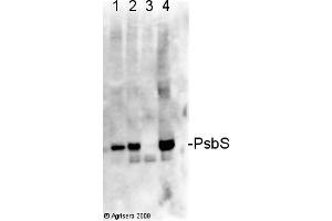 Image no. 1 for anti-PsbS antibody (ABIN488537) (PsbS anticorps)
