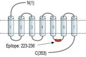 anti-Melatonin Receptor 1A (MTNR1A) (3rd Intracellular Loop), (AA 223-236) antibody