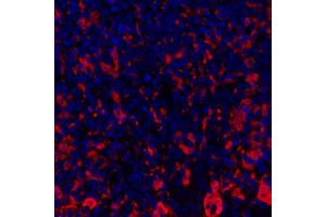 Immunofluorescence (IF) image for anti-Indoleamine 2,3-Dioxygenase 1 (IDO1) (AA 1-403) antibody (ABIN7449541) (Recombinant IDO1 anticorps  (AA 1-403))