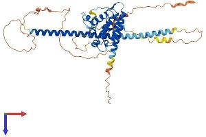 AlphaFold protein structure predicition of Human Recombinant RUNDC3A Protein, UniprotID Q59EK9