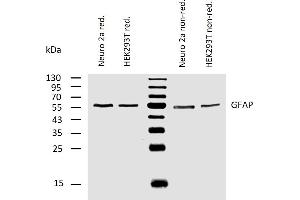 Western blotting analysis of human GFAP using mouse monoclonal antibody GF-02 on lysates of Neuro 2a and HEK 293T cells under reducing and non-reducing conditions.
