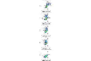 Flow cytometry surface staining patterns of non-transfected HEK-293 cells and HEK-293 cells transfected with KIR-family coding plasmids co-transfected with YFP coding plasmid using anti-human CD158f (UP-R1) purified antibody (concentration in sample 4 μg/mL, GAM APC).