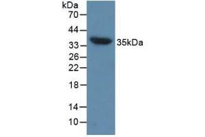 Detection of AQP4 in Mouse Heart Tissue using Polyclonal Antibody to Aquaporin 4 (AQP4) (Aquaporin 4 anticorps  (AA 177-304))