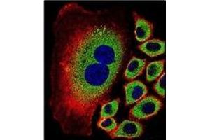 Confocal immunofluorescent analysis of NEU2 Antibody (N-term) Cat.
