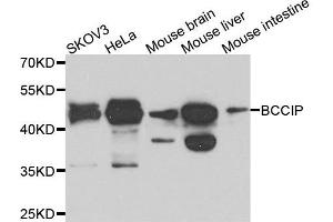 Western blot analysis of extracts of various cells, using BCCIP antibody.