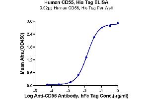 Immobilized Human CD55, His Tag at 0. (CD55 Protein (AA 35-353) (His tag))