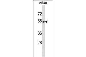 Western blot analysis in A549 cell line lysates (35ug/lane). (HERPUD2 anticorps  (C-Term))