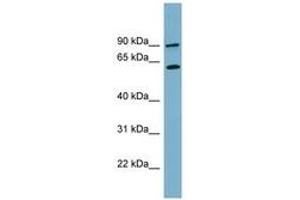 Image no. 1 for anti-Solute Carrier Family 3 Member 1 (SLC3A1) (AA 179-228) antibody (ABIN6743199) (SLC3A1 anticorps  (AA 179-228))