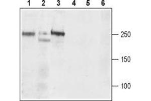 Western blot analysis of rat brain (lanes 1 and 4), mouse brain (lanes 2 and 5), and rat C6  brain Glioma (lanes 3 and 6) lysates: - 1-3. (CACNA1D anticorps  (2nd Extracellular Loop, Repeat region))