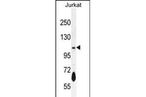 PDE3B Antibody (Center) (ABIN655957 and ABIN2845343) western blot analysis in Jurkat cell line lysates (35 μg/lane). (PDE3B anticorps  (AA 400-427))
