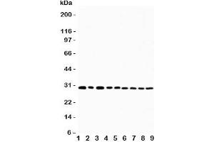 Western blot testing of OX40 antibody and Lane 1:  U87;  2: HeLa;  3: HT1080;  4: Jurkat;  5: COLO320;  6: MCF-7;  7: SHC;  8: COLO320;  9: SGC cell lysate.