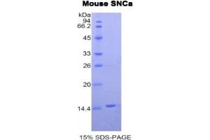 SDS-PAGE analysis of Mouse Synuclein alpha Protein. (SNCA Protéine)