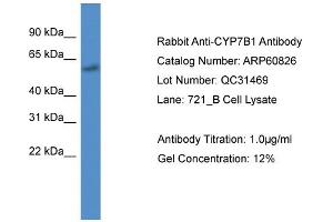 Western Blotting (WB) image for anti-Cytochrome P450, Family 7, Subfamily B, Polypeptide 1 (CYP7B1) (C-Term) antibody (ABIN786289) (CYP7B1 anticorps  (C-Term))