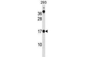 CHCHD10 Antibody (N-term) western blot analysis in 293 cell line lysates (35µg/lane). (CHCHD10 anticorps  (N-Term))