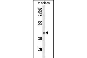 Western blot analysis of PEX12 Antibody (Center) (ABIN653557 and ABIN2842936) in mouse spleen tissue lysates (35 μg/lane). (PEX12 anticorps  (AA 131-158))