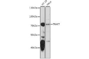 Western blot analysis of extracts of various cell lines, using TR antibody  at 1:1000 dilution. (TRAF7 anticorps  (AA 260-400))