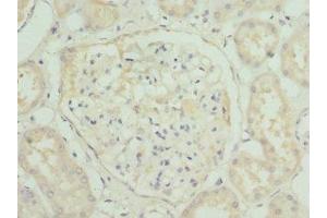 Immunohistochemistry of paraffin-embedded human kidney tissue using ABIN7155891 at dilution of 1:100
