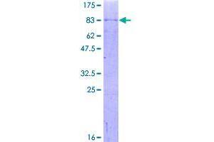 Image no. 1 for Transcription Factor CP2-Like 1 (TFCP2L1) protein (GST tag) (ABIN1322548)