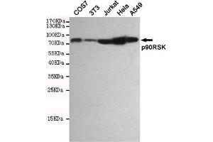 Western blot detection of p90RSK in COS7,3T3,Jurkat,Hela and A549 cell lysates using p90RSK mouse mAb(dilution 1:1000).