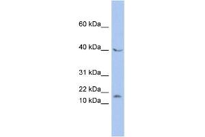 WB Suggested Anti-MAX Antibody Titration:  0. (MAX anticorps  (N-Term))