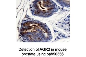 Image no. 3 for anti-Anterior Gradient Homolog 2 (Xenopus Laevis) (AGR2) (AA 1-50), (N-Term) antibody (ABIN363665) (AGR2 anticorps  (N-Term))