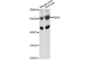 Western blot analysis of extracts of various cell lines, using PBX2 antibody (ABIN4904689) at 1:1000 dilution. (PBX2 anticorps)
