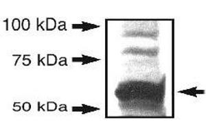 Western blot analysis of SYVN1 in endogenous HEK 293T (Bosc 23) cell lysate with SYVN1 polyclonal antibody . (SYVN1 anticorps  (AA 300-400))