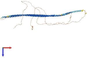 AlphaFold protein structure predicition of Human Recombinant KRT5 Protein, UniprotID P13647