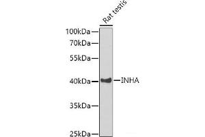 Western blot analysis of extracts of Rat testis using INHA Polyclonal Antibody at dilution of 1:1000. (Inhibin alpha anticorps)