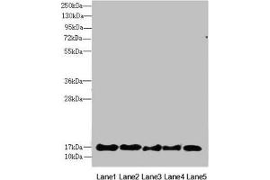 Western blot All lanes: FAM96B antibody at 7. (FAM96B anticorps  (AA 1-163))