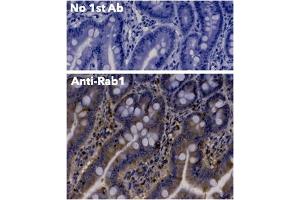 Immunohistochemistry (IHC) image for anti-RAB1A, Member RAS Oncogene Family (RAB1A) (C-Term) antibody (ABIN1440053) (RAB1A anticorps  (C-Term))