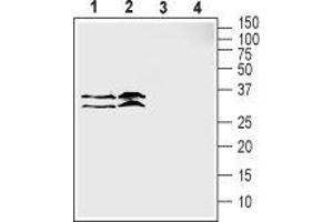 Western blot analysis of human MCF-7 breast adenocarcinoma cell lysate (lanes 1 and 3) and human LNCaP prostate adenocarcinoma cell lysate (lanes 2 and 4): - 1,2. (SLC39A3 anticorps  (1st Extracellular Loop))