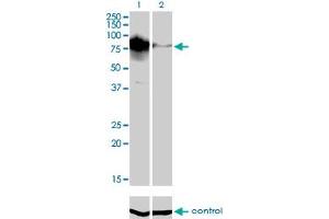 Western blot analysis of TOP3B over-expressed 293 cell line, cotransfected with TOP3B Validated Chimera RNAi (Lane 2) or non-transfected control (Lane 1). (TOP3B anticorps  (AA 1-862))