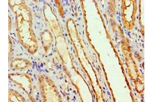 Immunohistochemistry of paraffin-embedded human kidney tissue using ABIN7160641 at dilution of 1:100