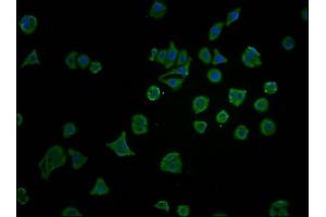 Immunofluorescence staining of HepG2 cells with ABIN7172751 at 1:100, counter-stained with DAPI.