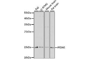 Western blot analysis of extracts of various cell lines, using PFDN5 antibody. (PFDN5 anticorps)