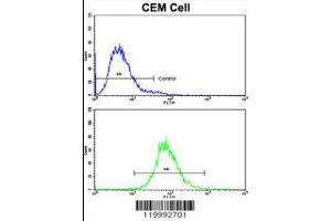 Flow cytometric analysis of CEM cells using CD36 Antibody (bottom histogram) compared to a negative control cell (top histogram). (CD36 anticorps  (AA 213-242))