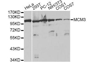 Western blot analysis of extracts of various cell lines, using MCM3 antibody. (MCM3 anticorps)