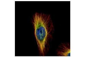 ICC/IF Image Confocal immunofluorescence analysis (Olympus FV10i) of paraformaldehyde-fixed HeLa, using beta Tubulin, antibody (Green) at 1:500 dilution.