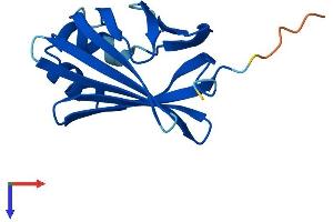 AlphaFold protein structure predicition of Human Recombinant FABP12 Protein, UniprotID A6NFH5
