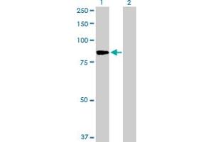 Western Blot analysis of PFKM expression in transfected 293T cell line by PFKM MaxPab polyclonal antibody. (PFKM anticorps  (AA 1-780))
