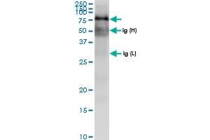 Immunoprecipitation of TRAP1 transfected lysate using anti-TRAP1 MaxPab rabbit polyclonal antibody and Protein A Magnetic Bead , and immunoblotted with TRAP1 MaxPab rabbit polyclonal antibody (D01) .