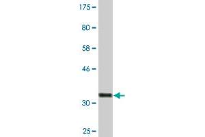 Western Blot detection against Immunogen (33. (SGK2 anticorps  (AA 293-367))