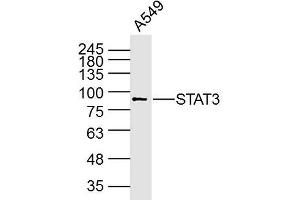 A594 Cell lysates; probed with STAT3 (3F5) Monoclonal Antibody, unconjugated (bsm-33218M) at 1:300 overnight at 4°C followed by a conjugated secondary antibody for 60 minutes at 37°C.