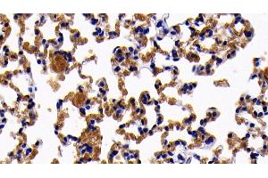 Detection of GYPA in Mouse Lung Tissue using Polyclonal Antibody to Glycophorin A (GYPA) (CD235a/GYPA anticorps  (AA 1-108))